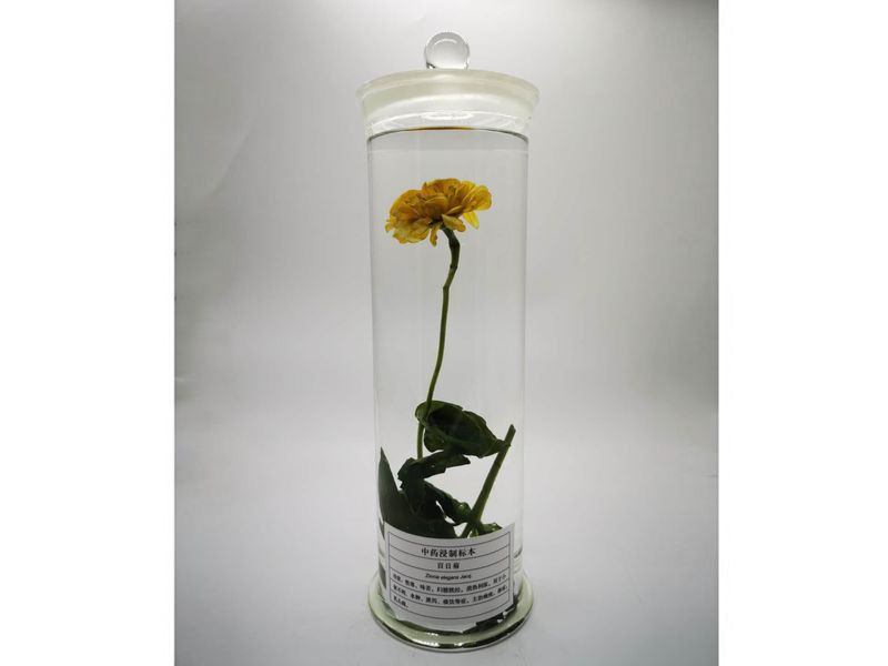 中藥浸制標本-百日菊